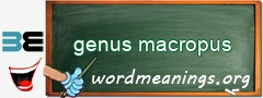 WordMeaning blackboard for genus macropus